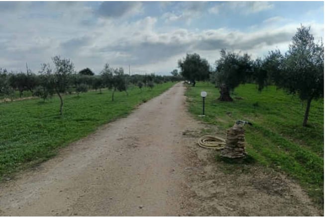 Foto del lotto: Altra categoria a Castelvetrano
