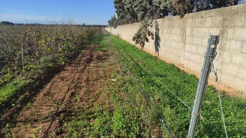 Photo: Land in Brindisi (BR)
