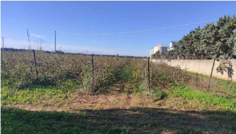 Photo of the lot 4