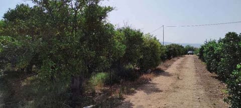 Photo: Altra categoria in Carlentini (SR)