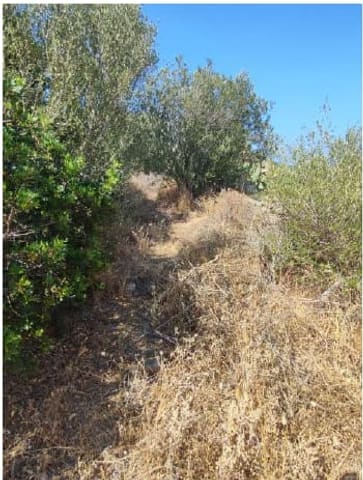 Photo of the lot 4