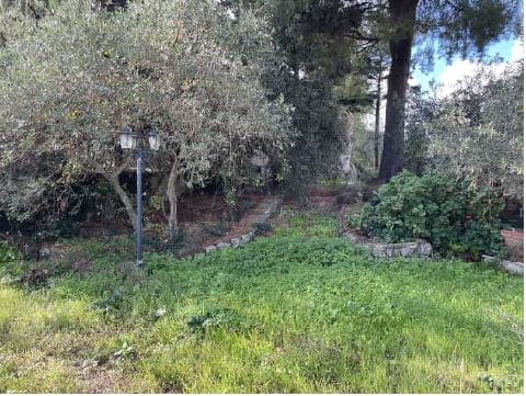 Photo of the lot 3