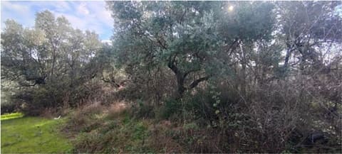 Photo of the lot 2