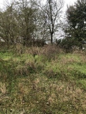 Photo of the lot 5