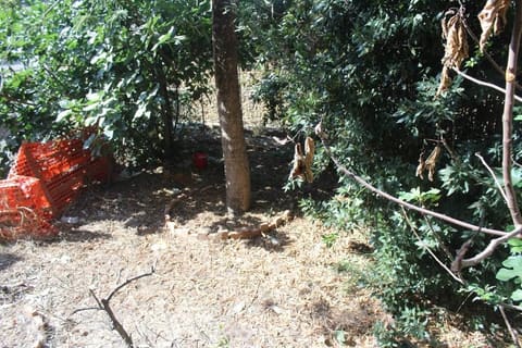 Photo of the lot 3