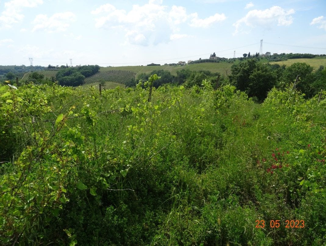 Photo of the lot: Altra categoria in Montespertoli