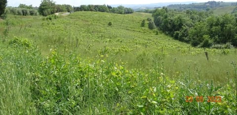 Photo of the lot 2