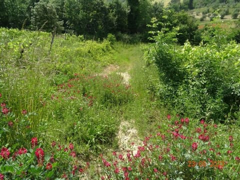 Photo of the lot 3