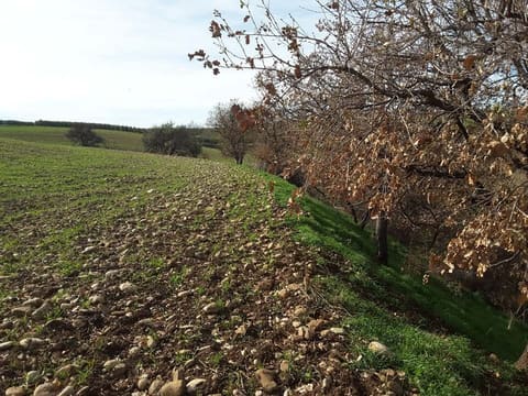 Photo of the lot 2
