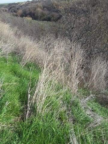 Photo of the lot 4