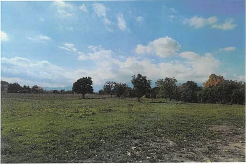 Photo of the lot 2
