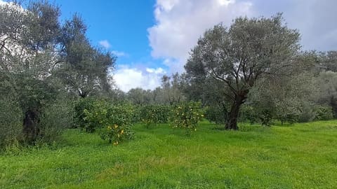 Photo of the lot 1