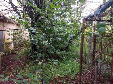 Photo of the lot 7