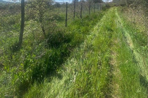 Photo of the lot 6