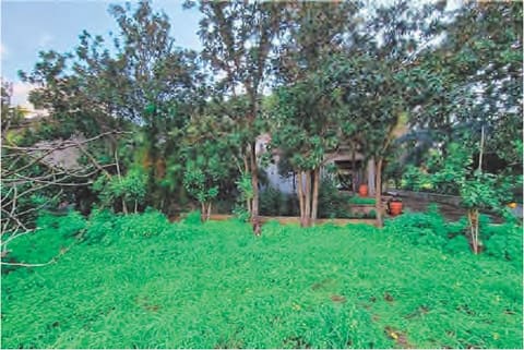 Photo of the lot 3