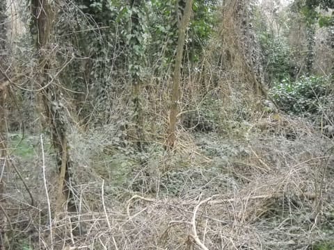 Photo of the lot 3