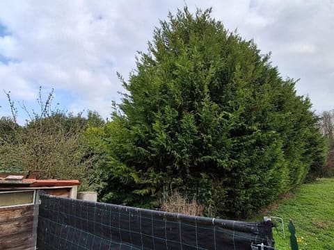 Photo of the lot 3
