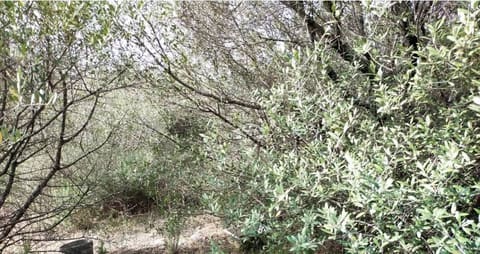 Photo of the lot 1