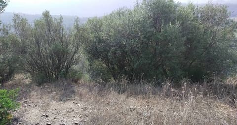 Photo of the lot 3