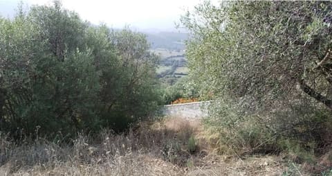 Photo of the lot 4