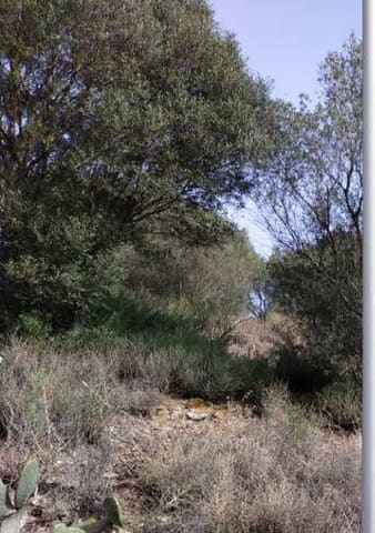 Photo of the lot 8