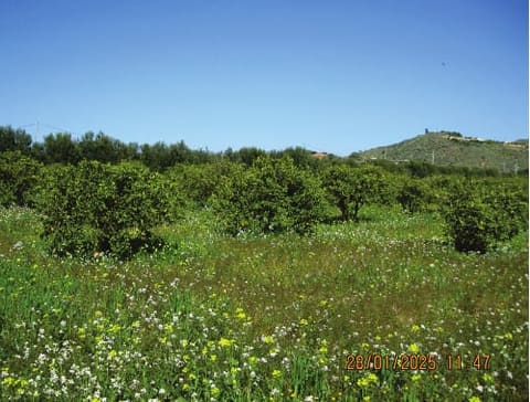 Photo: Altra categoria in Lentini (SR)