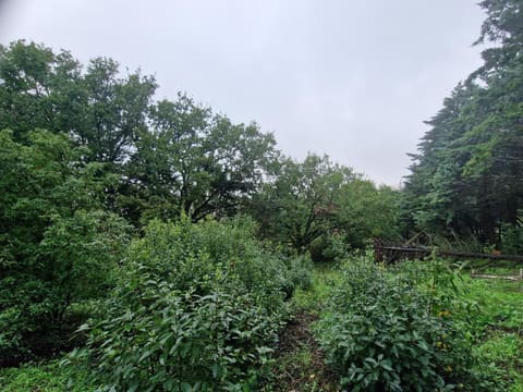 Photo of the lot 5