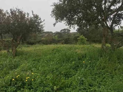 Photo of the lot 6