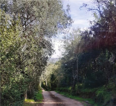 Photo of the lot 3