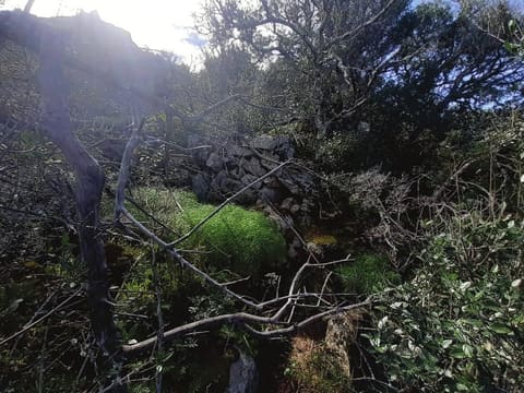 Photo of the lot 6