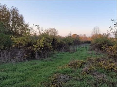 Photo of the lot 1