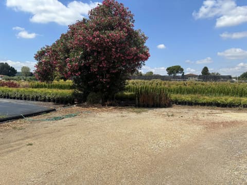 Photo of the lot 3