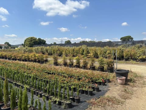 Photo of the lot 4
