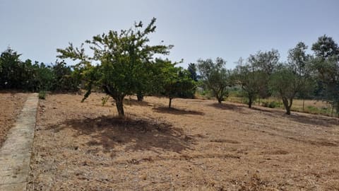 Photo of the lot 4