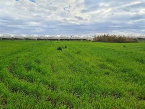 Foto del lotto 1