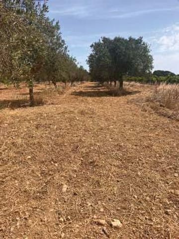 Photo of the lot 5