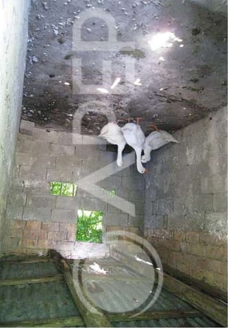 Foto del lotto 6