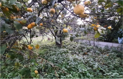 Photo: Altra categoria in Sant'Egidio del Monte Albino (SA)