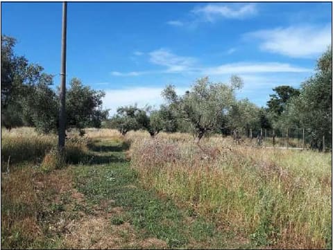 Photo: Altra categoria in Nepi (VT)