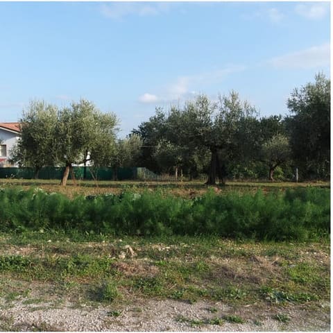 Photo of the lot 3