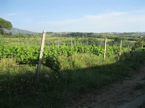 Photo: Altra categoria in Grottaferrata (RM)