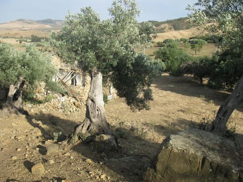 Photo: Altra categoria in Calascibetta (EN)