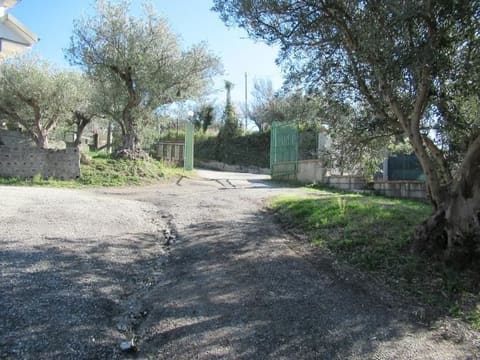 Photo of the lot 3