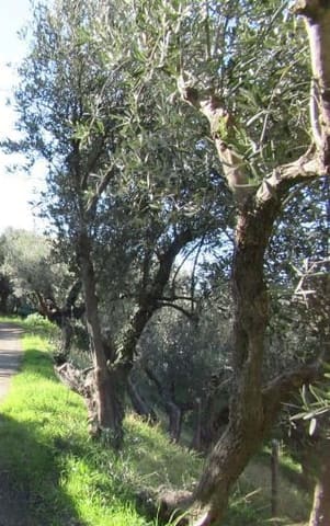 Photo of the lot 8