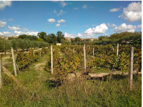 Photo: Altra categoria in Sant'Arcangelo (PZ)