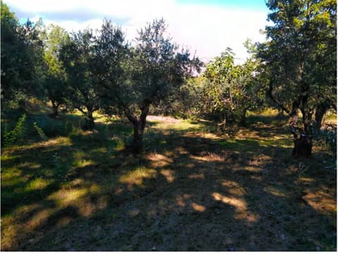 Photo: Altra categoria in Sant'Arcangelo (PZ)