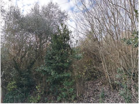 Photo of the lot 2