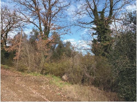 Photo of the lot 3