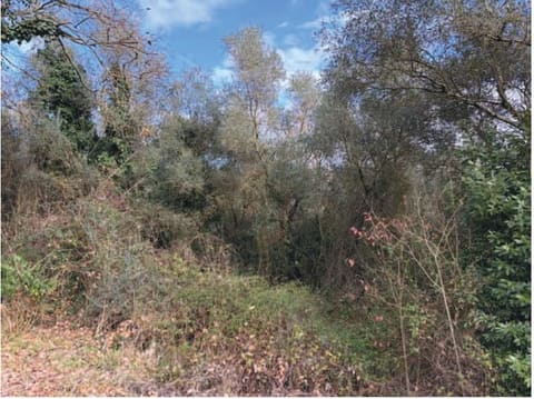 Photo of the lot 4