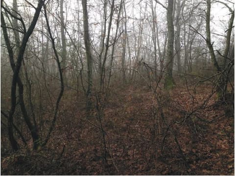 Photo of the lot 5